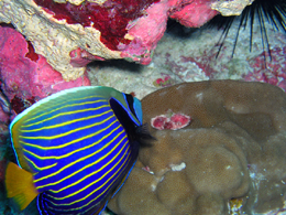 Photo of fish on coral